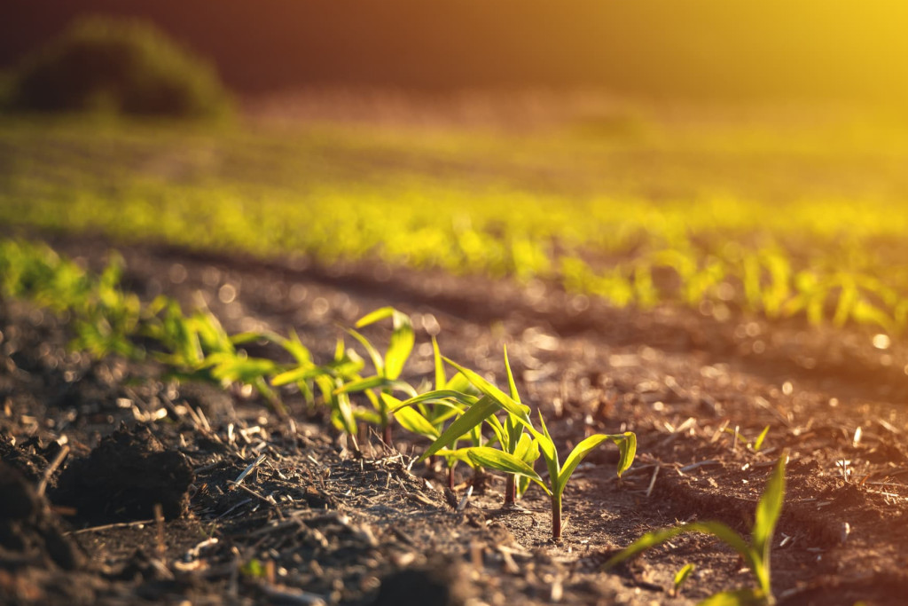 agri-plant